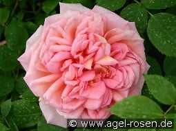 AUSpishus Old Englich Rose kaufen, click for more details AUSpishus Old Englich Rose