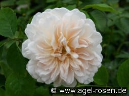 AUSrover 2038 kaufen, click for more details AUSrover 2038