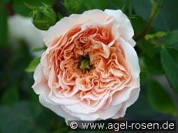 AUSsaucer Old English Rose kaufen, click for more details AUSsaucer Old English Rose
