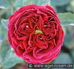 AUSverse 2033 kaufen, click for more details AUSverse 2033