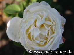 AUSwebb Old English Rose kaufen, click for more details AUSwebb Old English Rose