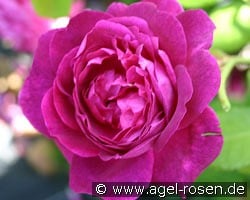 AUSwine syn Chianti Old English Rose kaufen, click for more details AUSwine syn Chianti Old English Rose