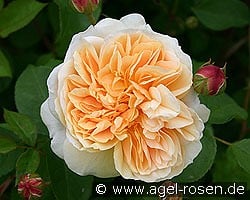 Ausbaker 2029 kaufen, click for more details Ausbaker 2029