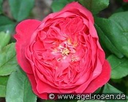 Ausencart 2033 kaufen, click for more details Ausencart 2033