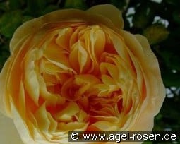 Auspeet  2035 kaufen, click for more details Auspeet  2035