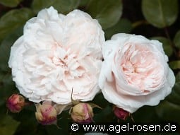 Ausreef Old English Rose kaufen, click for more details Ausreef Old English Rose