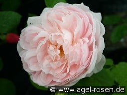 Ausvariety Old English Rose kaufen, click for more details Ausvariety Old English Rose