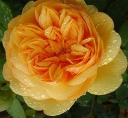 Bring Me Sunshine kaufen, click for more details Bring Me Sunshine