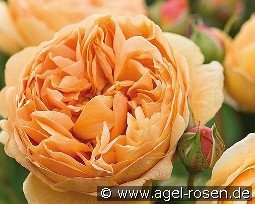 Carolyn Knight kaufen, click for more details Carolyn Knight