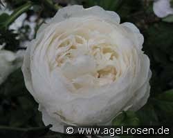 Claire Austin kaufen, click for more details Claire Austin