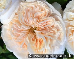 Clara Schumann kaufen, click for more details Clara Schumann