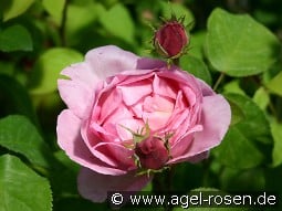 Constance Spry Old English Rose kaufen, click for more details Constance Spry Old English Rose
