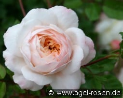 Crocus Rose kaufen, click for more details Crocus Rose