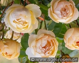 Dannahue kaufen, click for more details Dannahue