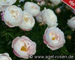 Desdemona kaufen, click for more details Desdemona