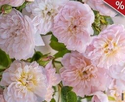 Elizabeth kaufen, click for more details Elizabeth