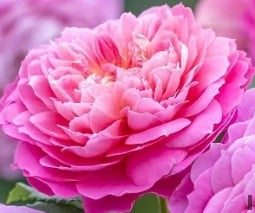 Emma Bridgewater kaufen, click for more details Emma Bridgewater