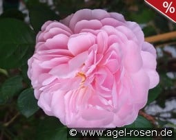 Eustacia Vye kaufen, click for more details Eustacia Vye