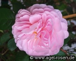 Eustacia Vye kaufen, click for more details Eustacia Vye