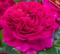 Gabriel Oak kaufen, click for more details Gabriel Oak