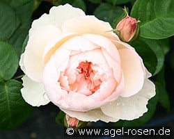 Gentle Hermione kaufen, click for more details Gentle Hermione