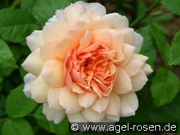 Grace kaufen, click for more details Grace