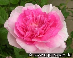 Harlow Carr kaufen, click for more details Harlow Carr