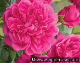 James L. Austin kaufen, click for more details James L. Austin