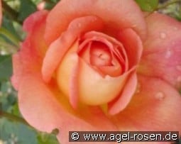 Lady of Shalott kaufen, click for more details Lady of Shalott