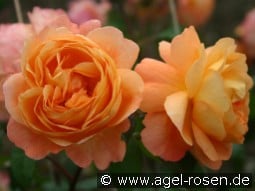 Laeha kaufen, click for more details Laeha