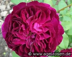 Muwo kaufen, click for more details Muwo