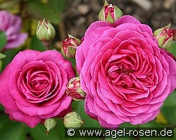 Old Port kaufen, click for more details Old Port