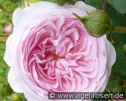 Olivia Rose  kaufen, click for more details Olivia Rose