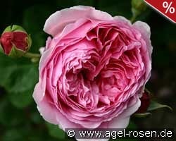 Princess Alexandra of Kent kaufen, click for more details Princess Alexandra of Kent