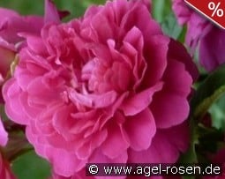 Princess Anne kaufen, click for more details Princess Anne