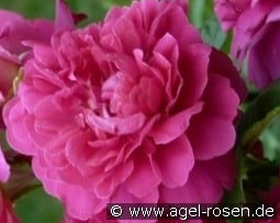 Princess Anne kaufen, click for more details Princess Anne