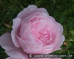 Queen of Sweden kaufen, click for more details Queen of Sweden