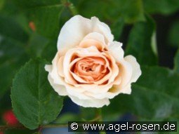 Schloß Glücksburg kaufen, click for more details Schloß Glücksburg