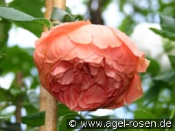 Summer Song kaufen, click for more details Summer Song