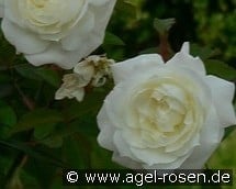 Susan Williams-Ellis kaufen, click for more details Susan Williams-Ellis