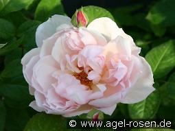 The Generous Gardener kaufen, click for more details The Generous Gardener