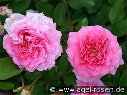 The Mayflower kaufen, click for more details The Mayflower