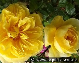 The Poet's Wife kaufen, click for more details The Poet's Wife