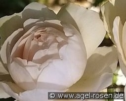 William and Catherine kaufen, click for more details William and Catherine