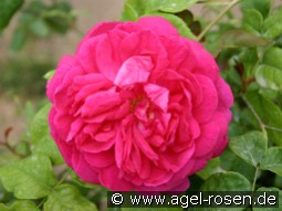 Young Lycidas kaufen, click for more details Young Lycidas