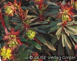 Mandel-Wolfsmilch kaufen, clicken für mehr Details Mandel-Wolfsmilch