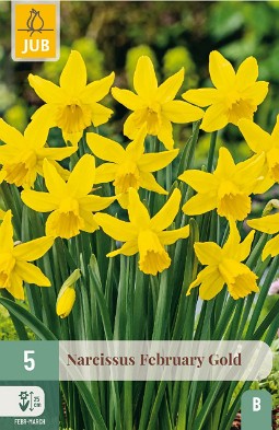 February Gold kaufen, click for more details February Gold