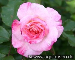 Abigaile kaufen, click for more details Abigaile