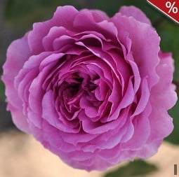 Adore Aroma kaufen, click for more details Adore Aroma