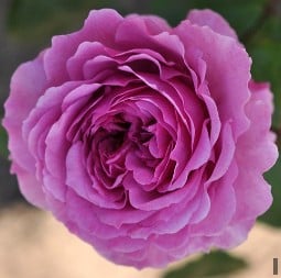 Adore Aroma kaufen, click for more details Adore Aroma